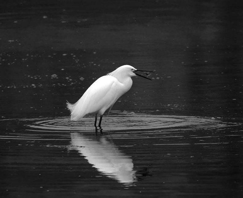 bosch super silence 46db series 4 manual