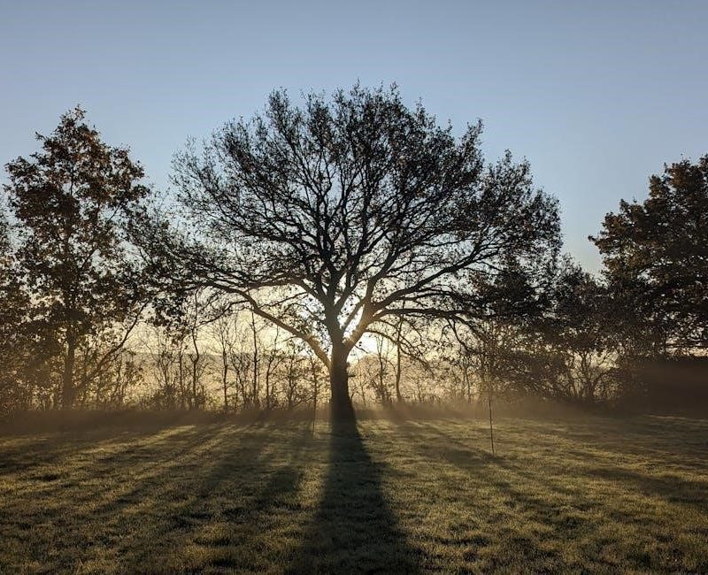 the dawn of everything pdf