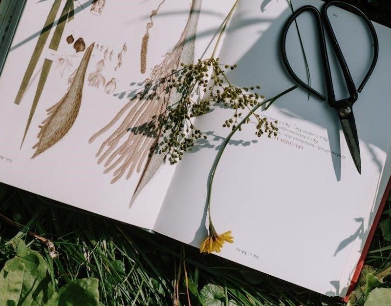 cataclysm herbalism guide