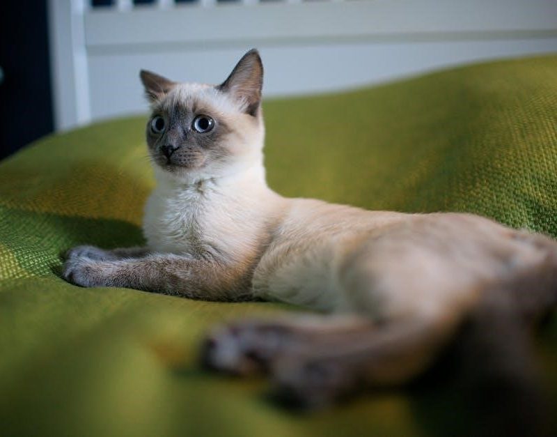 grouch couch instructions